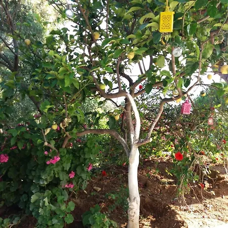 Grandpa Simos' Traditional Agios Romanos
