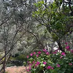 Grandpa Simos' Traditional